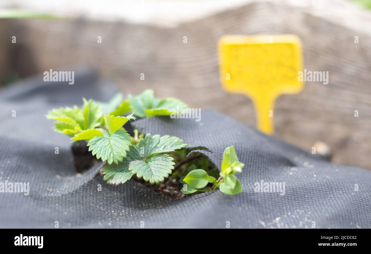 Strawberries in the spring garden with a yellow garden label for ...