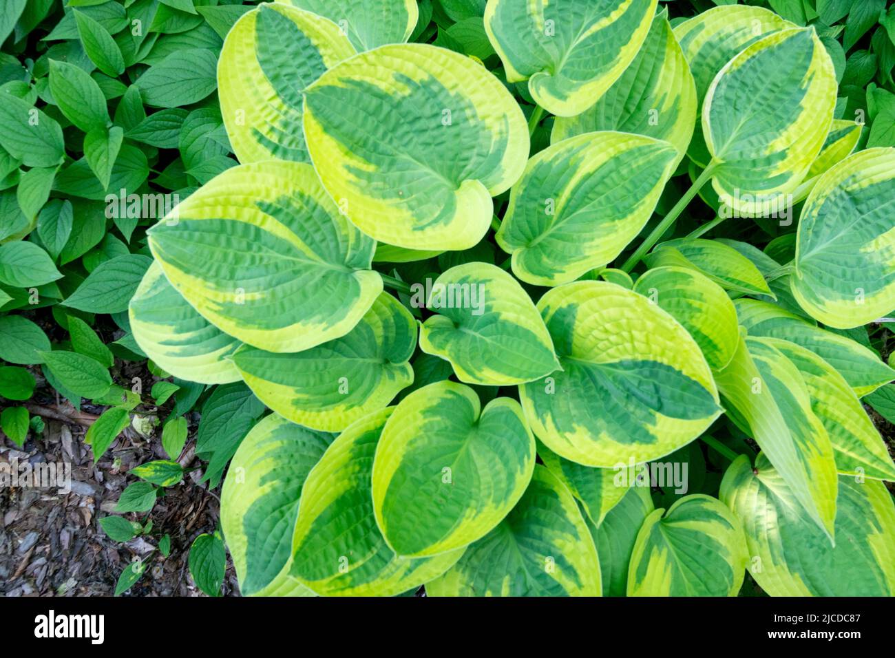 Plantain Lily, Hosta, Leaves, Hosta Wide Brim, Hostas, Plant Stock Photo