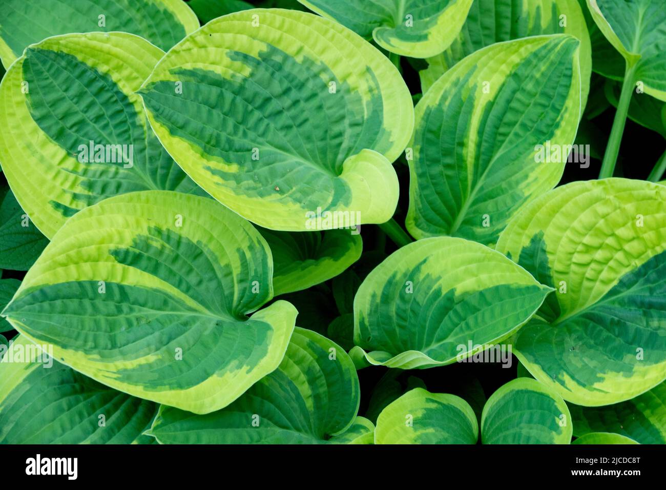 Plantain Lily, Hosta Wide Brim, Leaves, Leaf, Ornamental, Plant, Hardy, Perennials Stock Photo