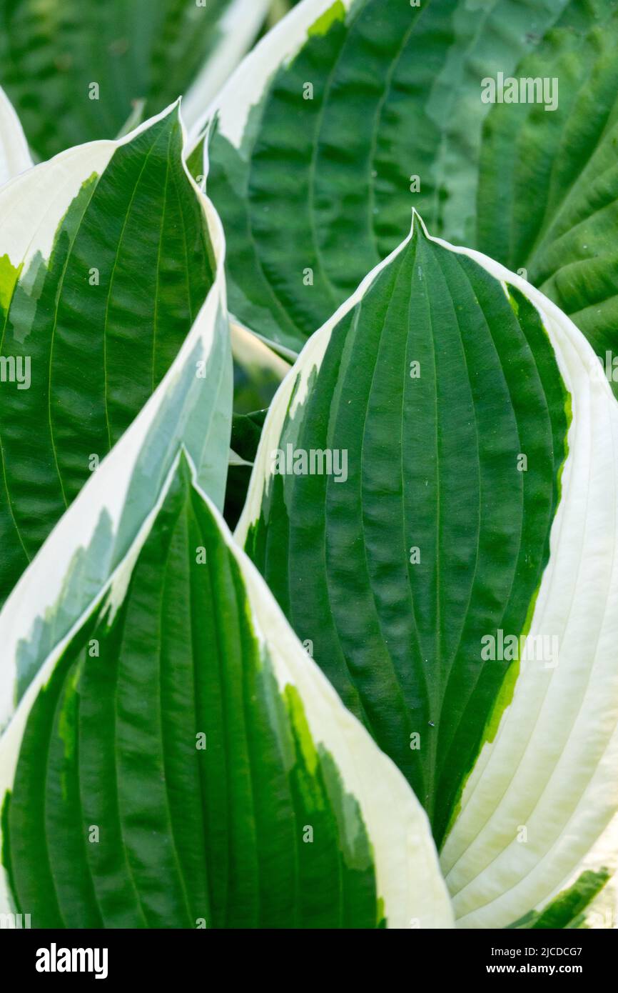 Hosta "Francee", Plantain Lily, Hostas, Leaves Stock Photo