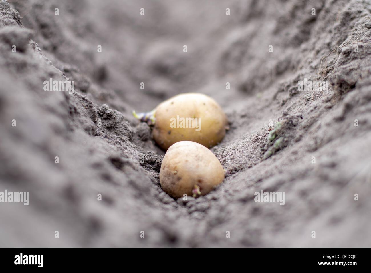 Sprouted potato tuber in the ground when planting. Selective focus. Early spring preparation for the garden season. Potato tuber close-up in a hole in Stock Photo