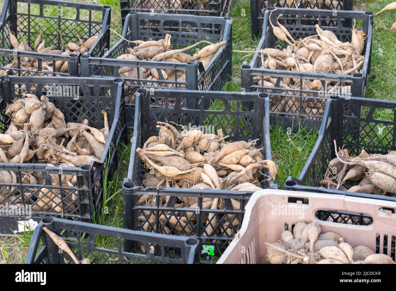 Large dahlia tubers with dried stems are stacked in plastic boxes