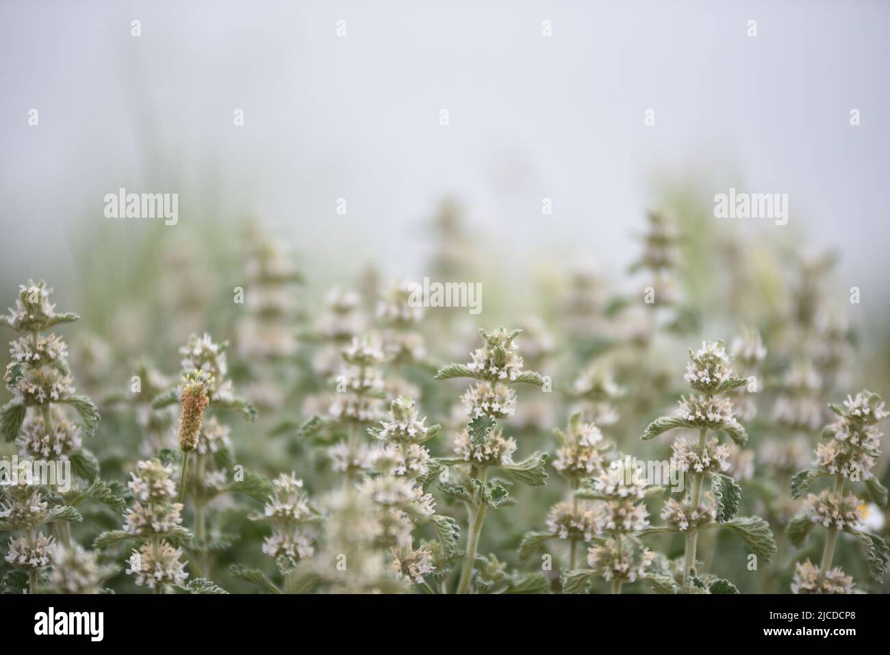 A Common Horehound (Marrubium Vulgare) is seen at a field during spring. According to AEMET, the Spanish meteorological agency, it was the fourth driest spring since 1961, and the second driest of the 21st century, only behind 2005. Precipitation in the country as a whole was 33% below normal and the average temperature was 12.5ºC. This temperature was 0.4ºC higher than the average of last decades. Stock Photo