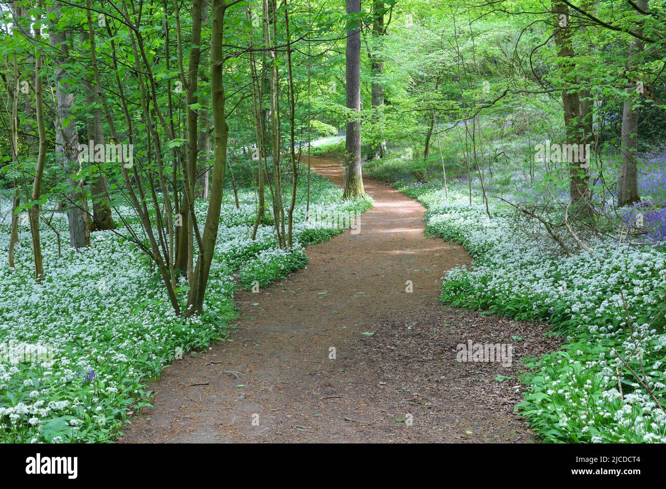 Woodland Path going through a Deciduous Wood, Houghall Wood, Durham