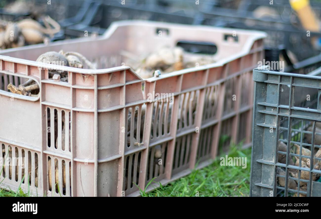 Large dahlia tubers with dried stems are stacked in plastic boxes