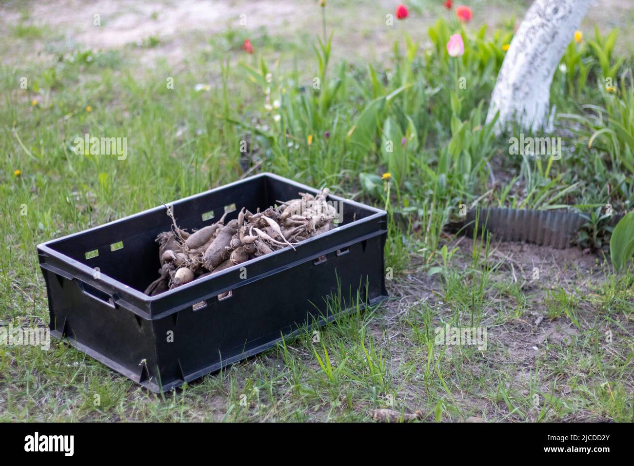 Large dahlia tubers with dried stems are stacked in plastic boxes
