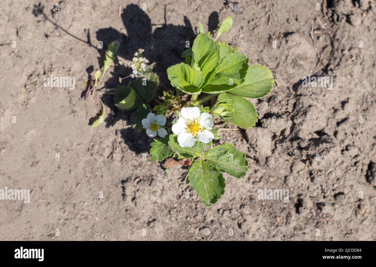 Strawberries in the spring garden. Organic strawberries with green ...