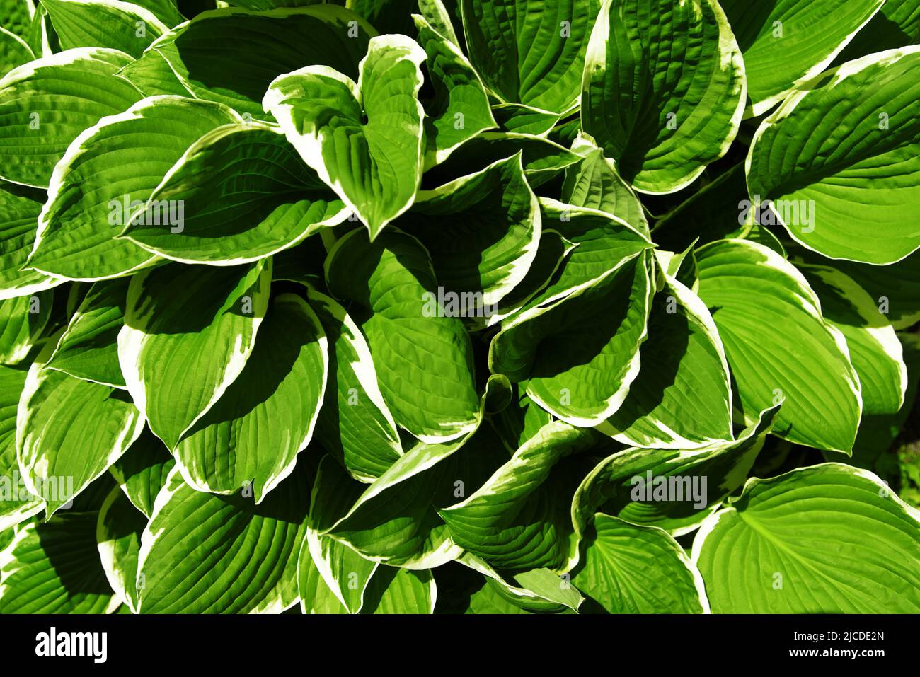 Hosta green leaves bordered by white rim. Fresh lush foliage in sunlight. Natural background. Selective focus Stock Photo