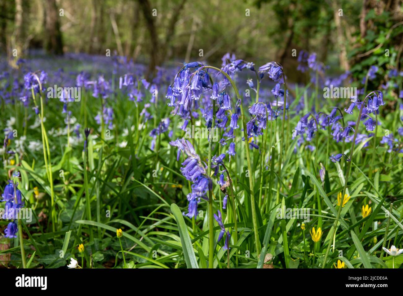 carpet of beautiful bluebells through the trees in the English woodland Stock Photo