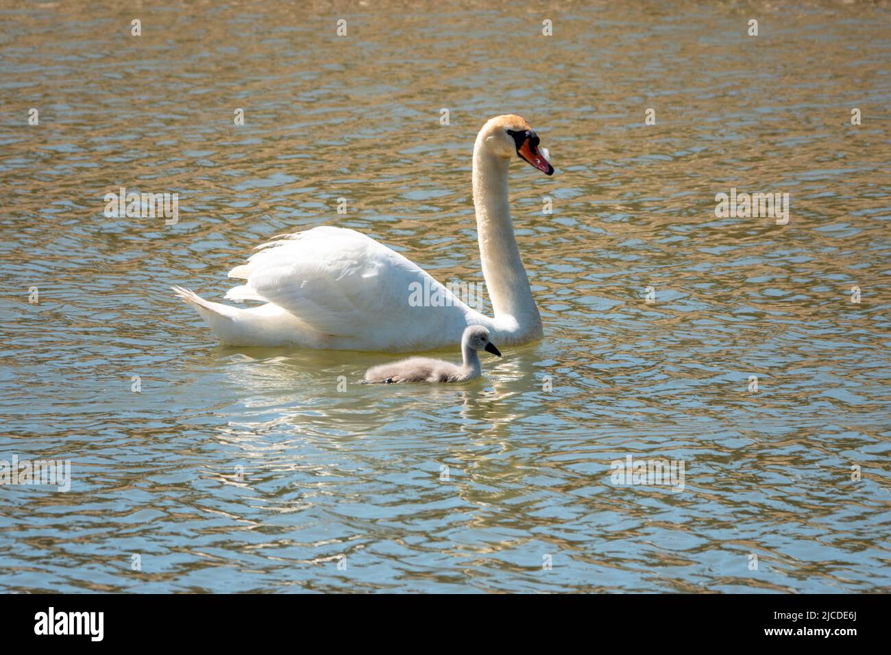 elegant swan with their cute cygnet on the water Stock Photo