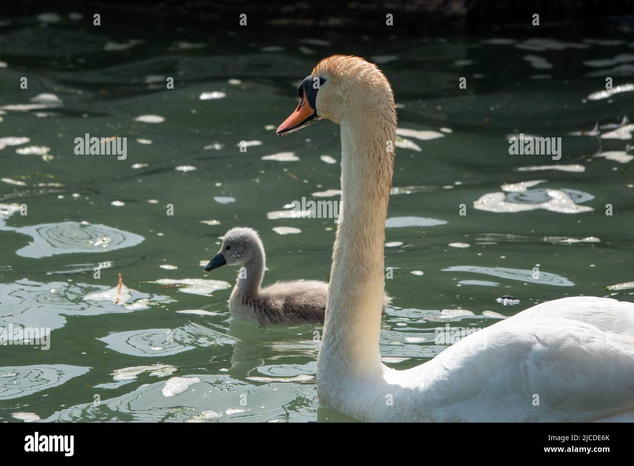 elegant swan with their cute cygnet on the water Stock Photo
