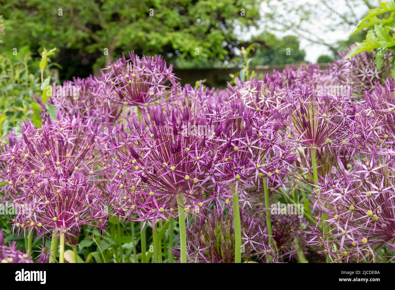 beautiful purple flowers of black garlic allium nigrum Stock Photo