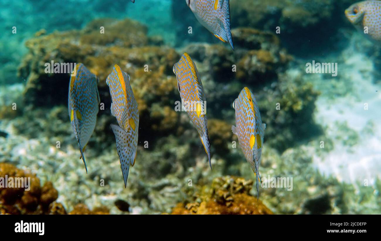 Underwater video of golden rabbitfish or Siganus guttatus school in coral reef of Thailand. Snorkeling or dive activities. Underwater reef. Sea and Stock Photo