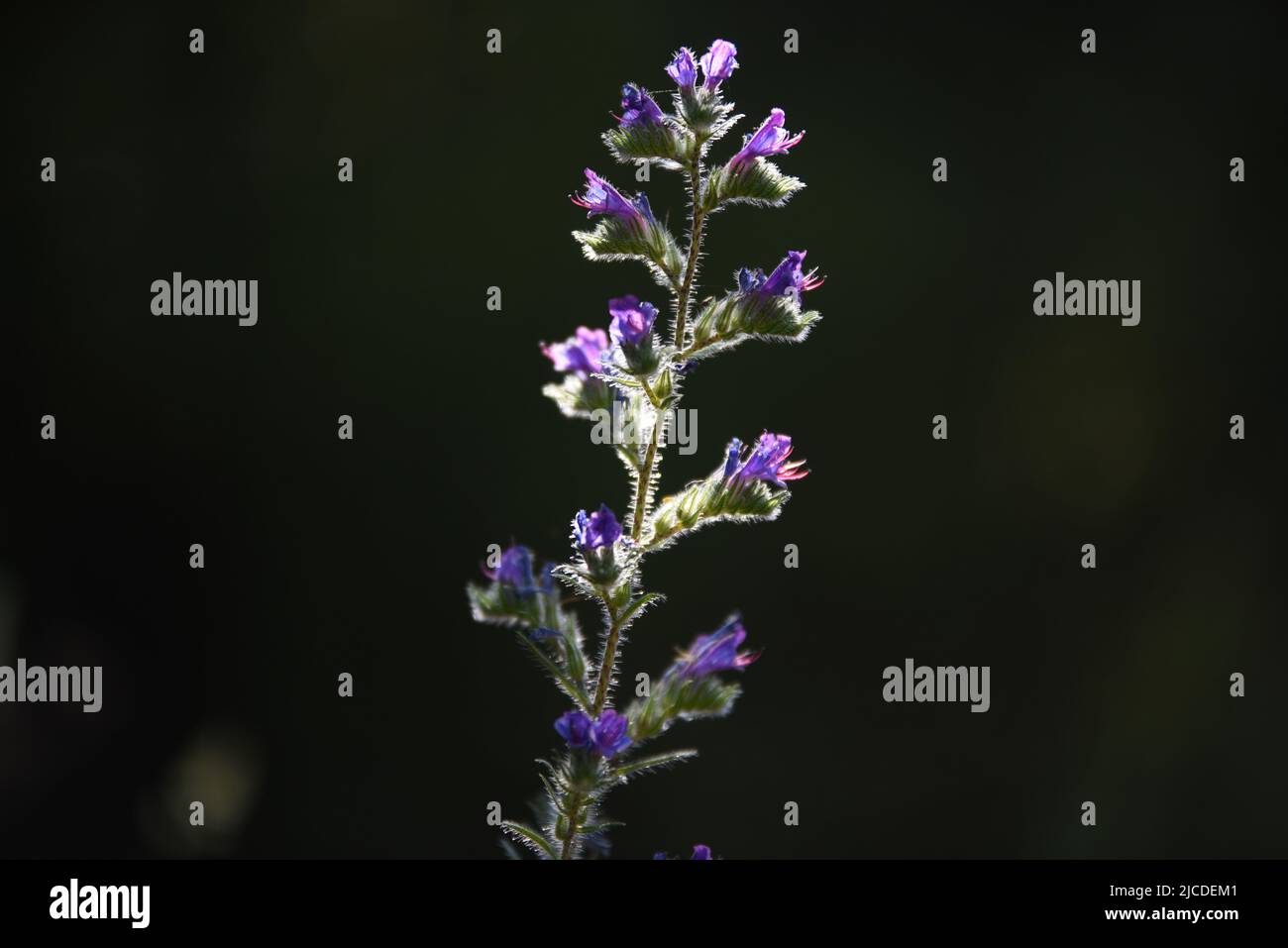 May 26, 2022, AlmazÃn, Spain: A blueweed (Echium vulgare) is seen during spring. According to AEMET, the Spanish meteorological agency, it was the fourth driest spring since 1961, and the second driest of the 21st century, only behind 2005. Precipitation in the country as a whole was 33% below normal and the average temperature was 12.5ÂºC. This temperature was 0.4ÂºC higher than the average of last decades. (Credit Image: © Jorge Sanz/SOPA Images via ZUMA Press Wire) Stock Photo