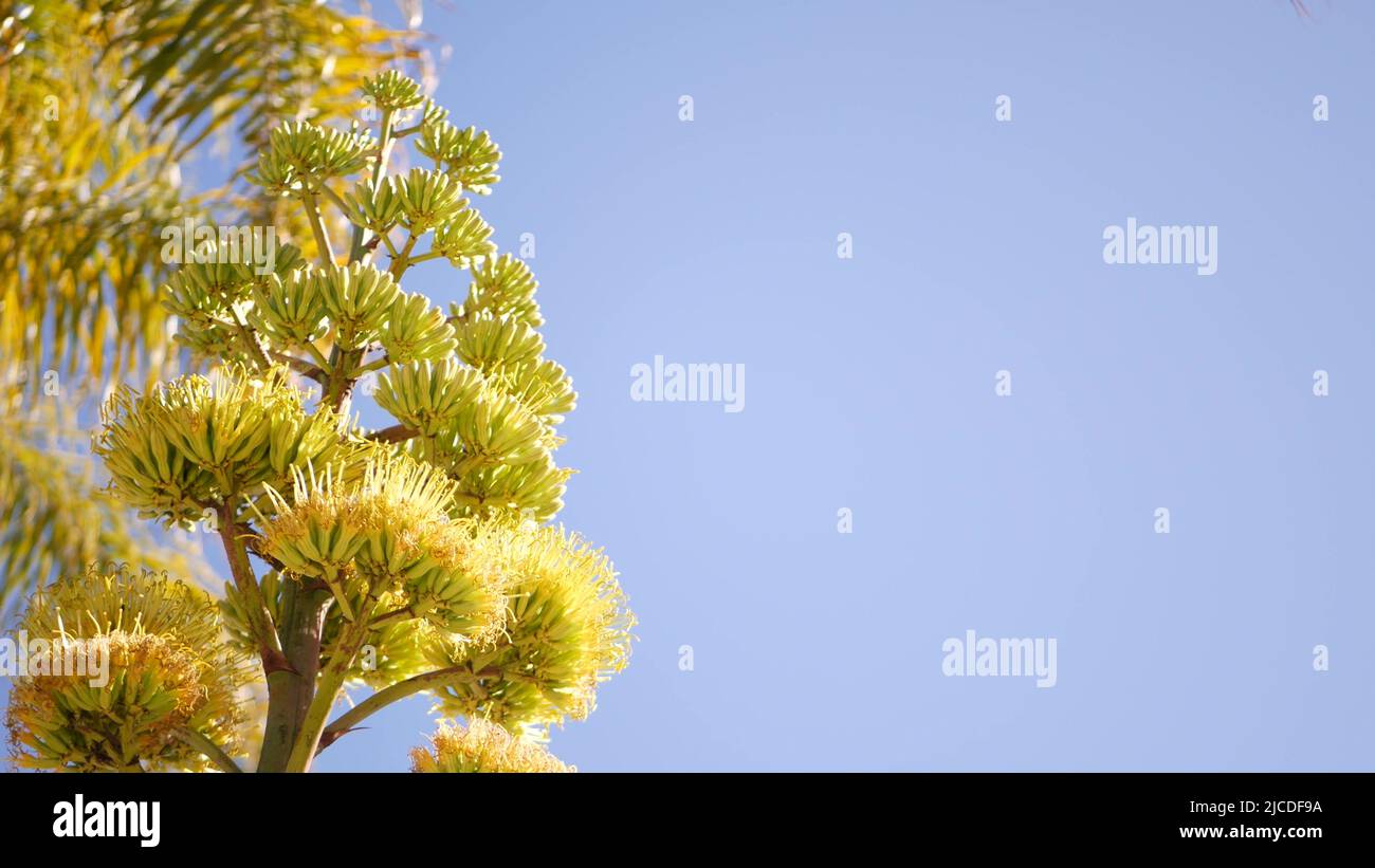 Yellow agave or aloe exotic flower panicle, century or sentry plant bloom, succulent blossom or inflorescence. Blue clear sunny summer sky, flowering maguey and palm tree, California flora, USA garden Stock Photo