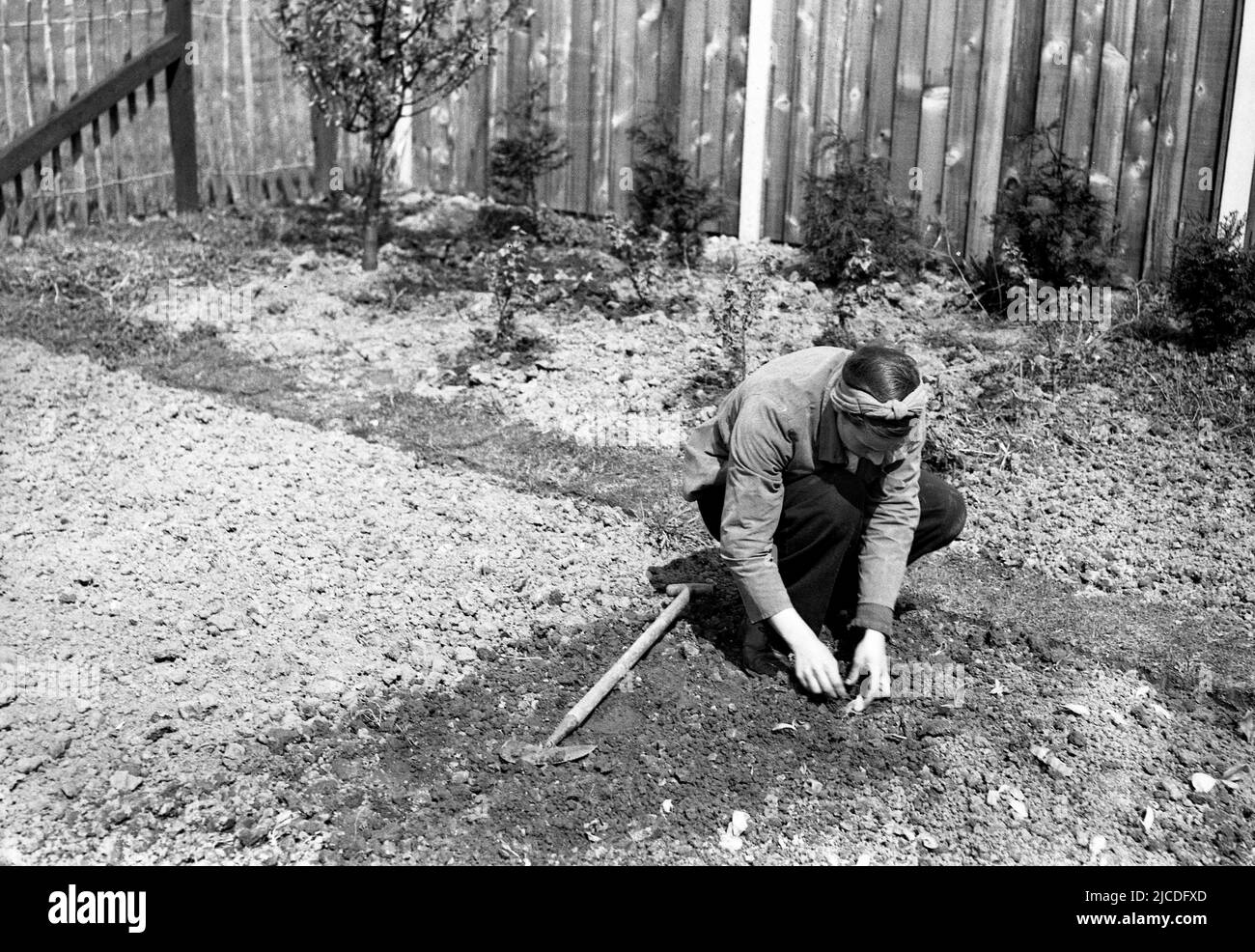 1950s, historical, outside on an empty area of dry gravelly earth, a woman kneeling, planting a bulb in a section of soil she has turned over, with her small spade, which is lying beside her. The spade, which has a half-moon blade, is also known as an edging knife, normally used for lawn edges. Stock Photo