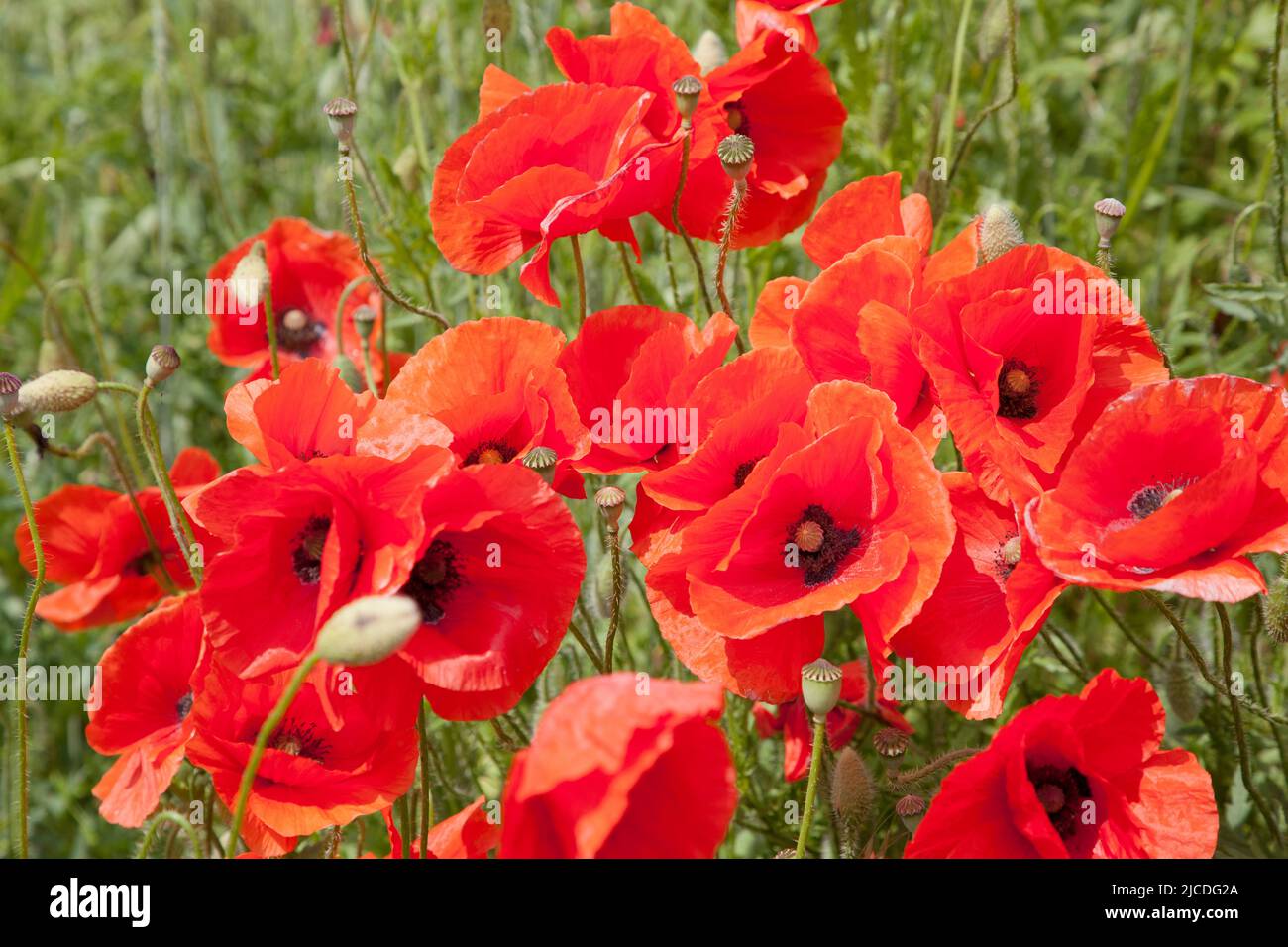 Common Poppies grow in a field, in Poland. - Mak polny w polar, w Polska Stock Photo