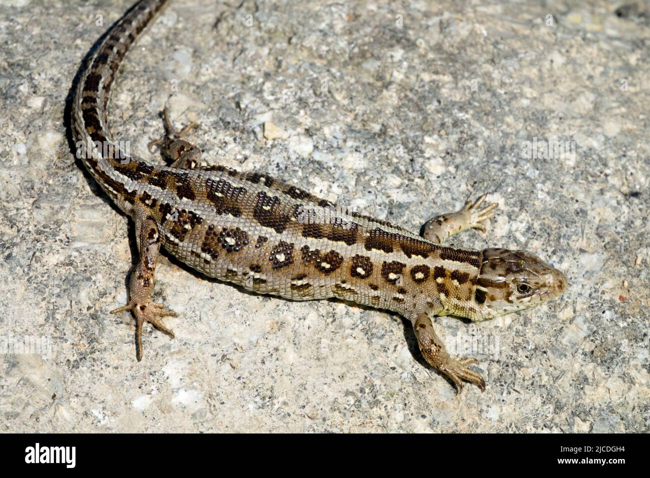 Lacerta agilis, Sand Lizard, Basking on Rock, Female, Lizard, Pattern Stock Photo
