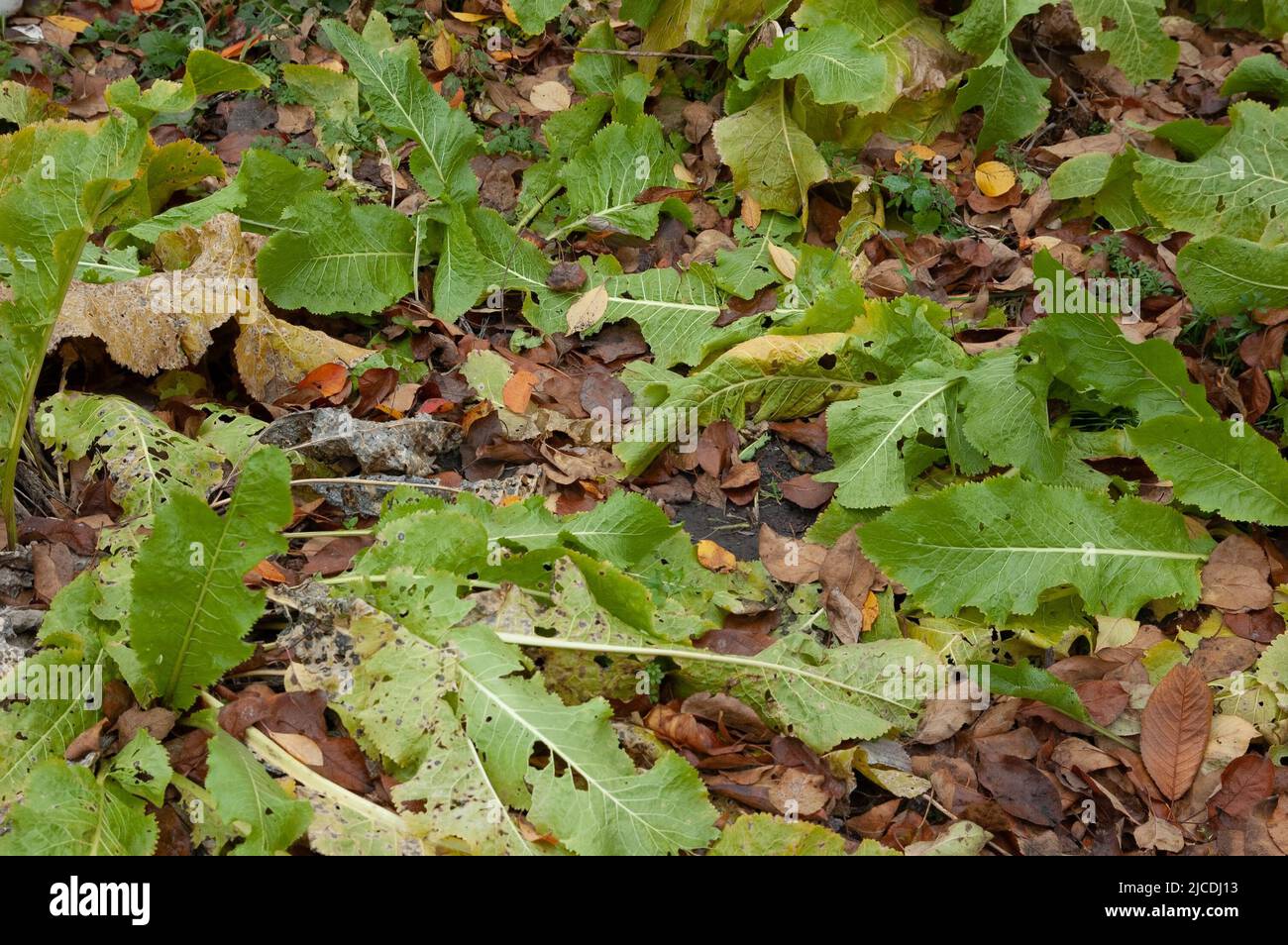 green horseradish leaves growing among the fallen autumn leaves Stock