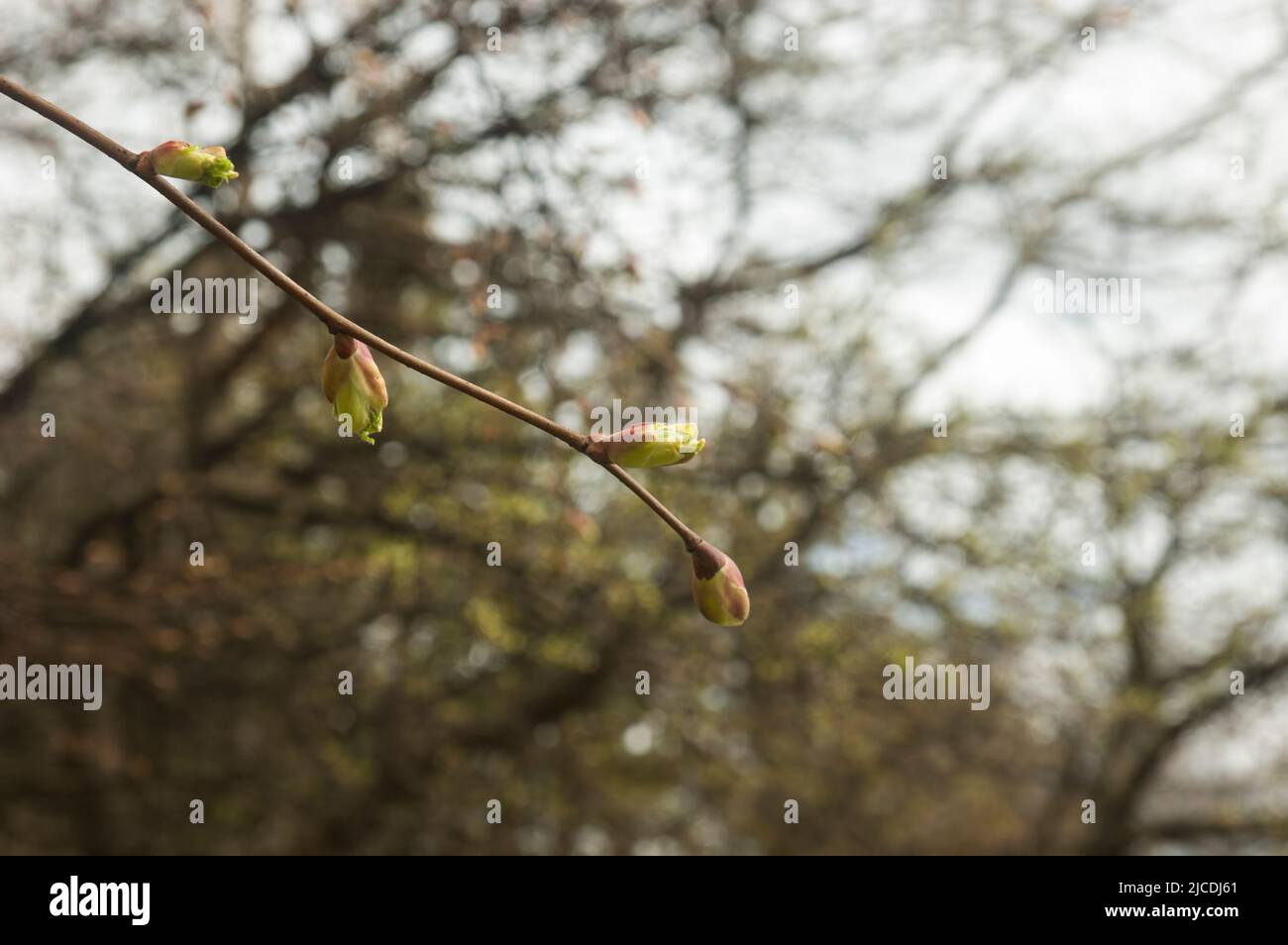 Branch twig wallpaper spring hi-res stock photography and images - Alamy