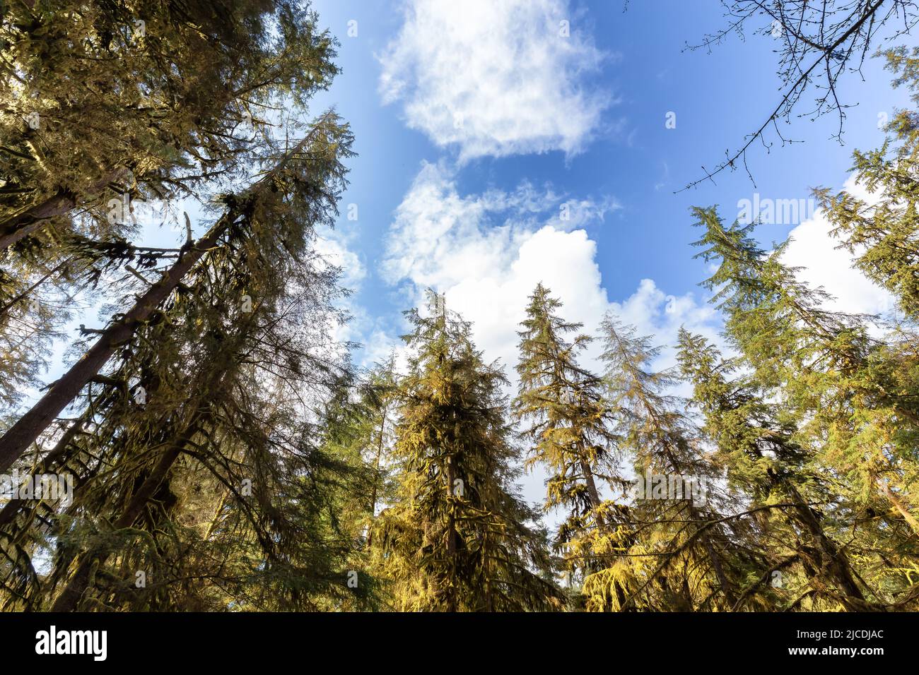 Vibrant Green Trees and Blue Sky with clouds Stock Photo - Alamy