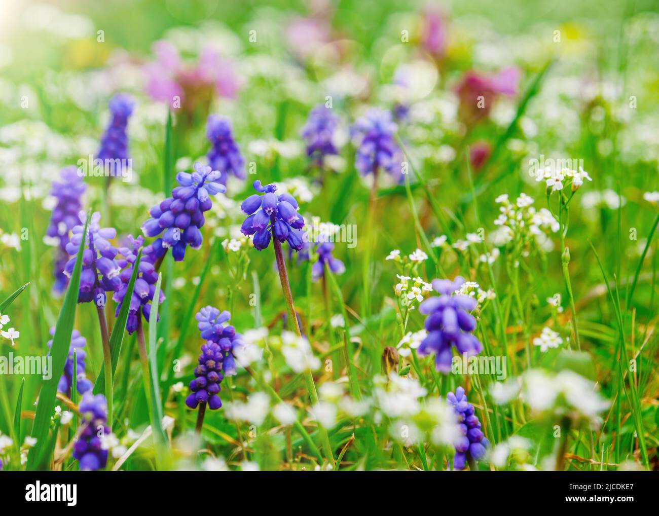 Spring garden background with muscari flowers in sunny day Stock Photo