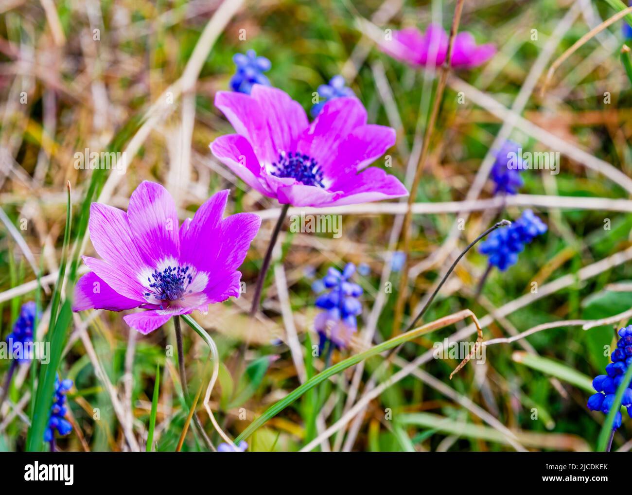 Sring nature background with wild flowers Stock Photo