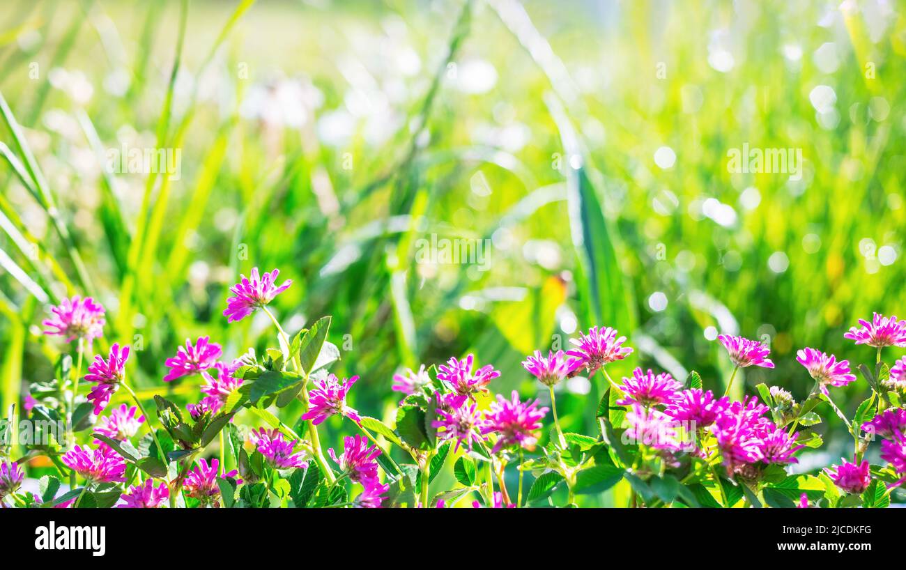 Spring or summer nature background with green grass, wildflowers and bokeh Stock Photo