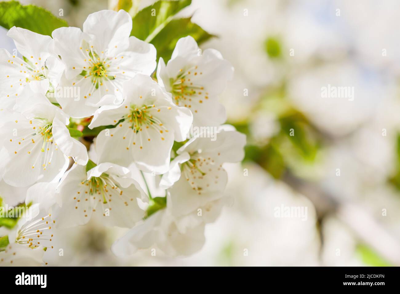 Blossoming apple tree background Stock Photo