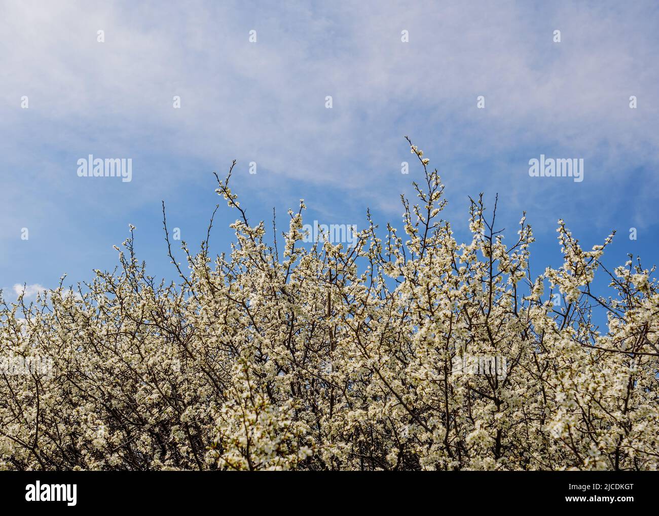 Spring nature background with cherry blossom on blue sky Stock Photo