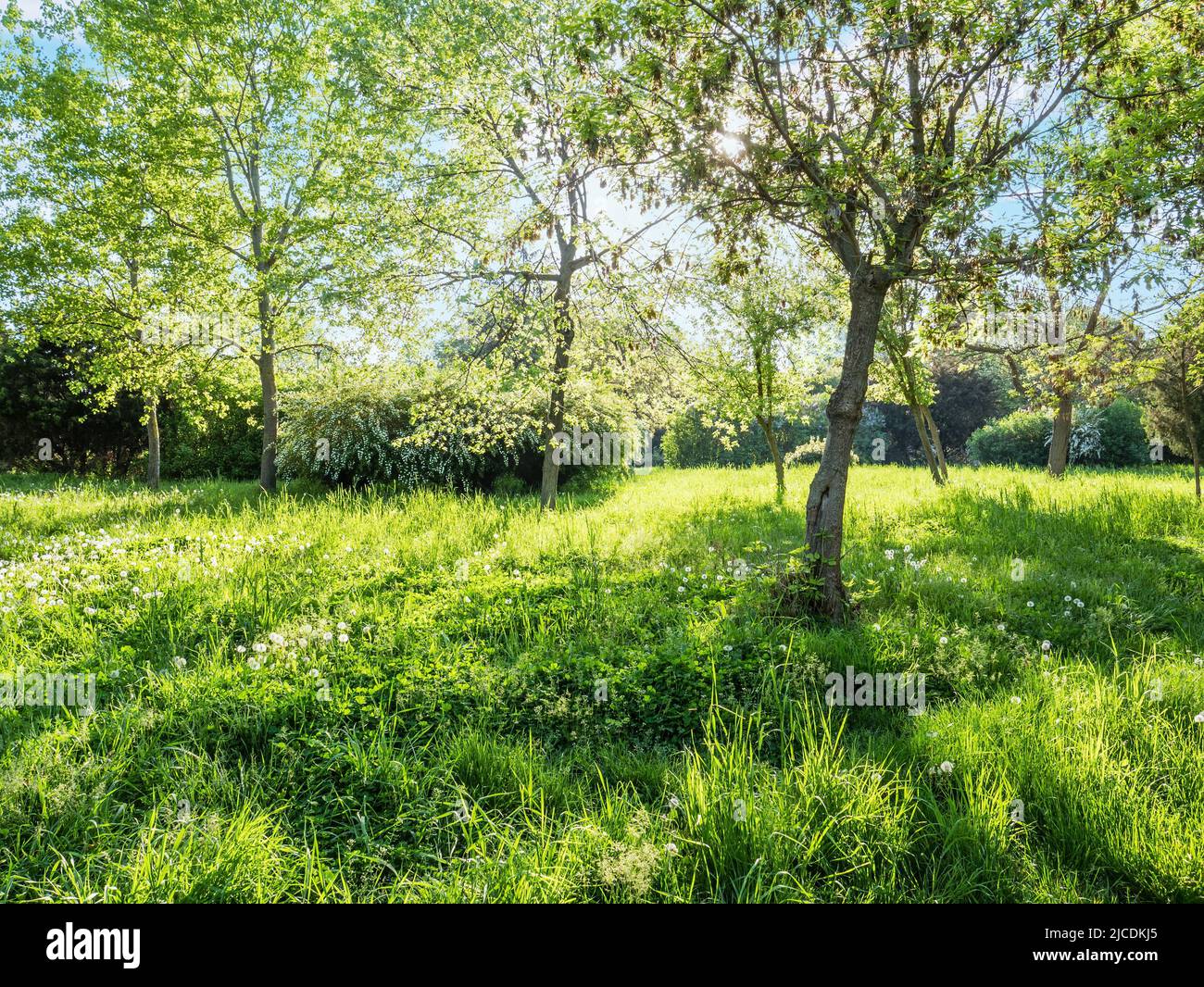 Green trees and grass at sunny day Stock Photo