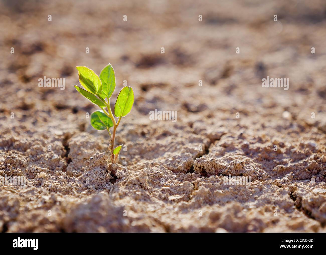 Green plant sprout in desert Stock Photo