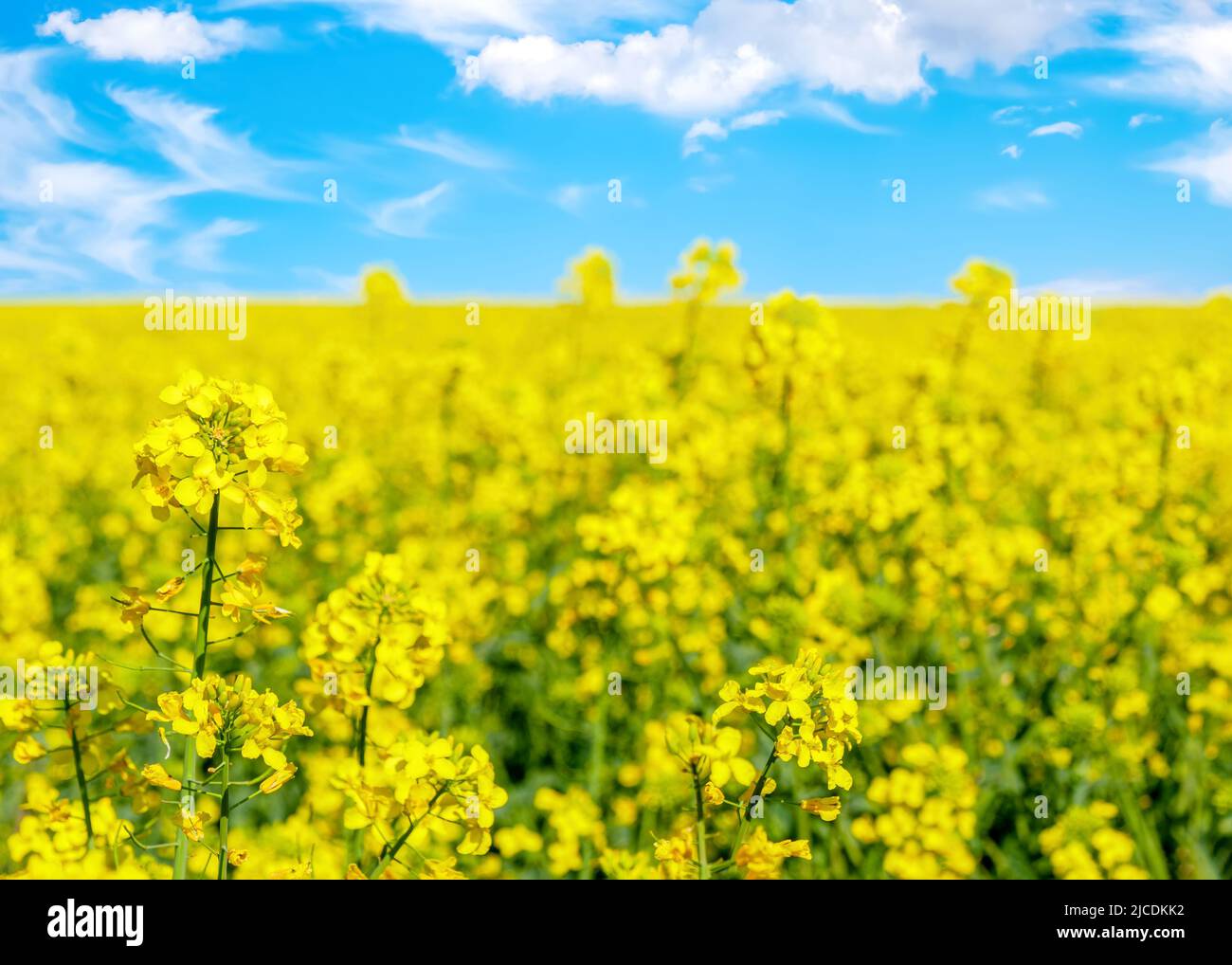 Yellow rapeseed field and blue sky with clouds on a sunny day Stock Photo