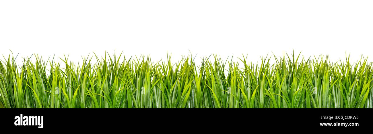 Green grass border isolated on white background Stock Photo