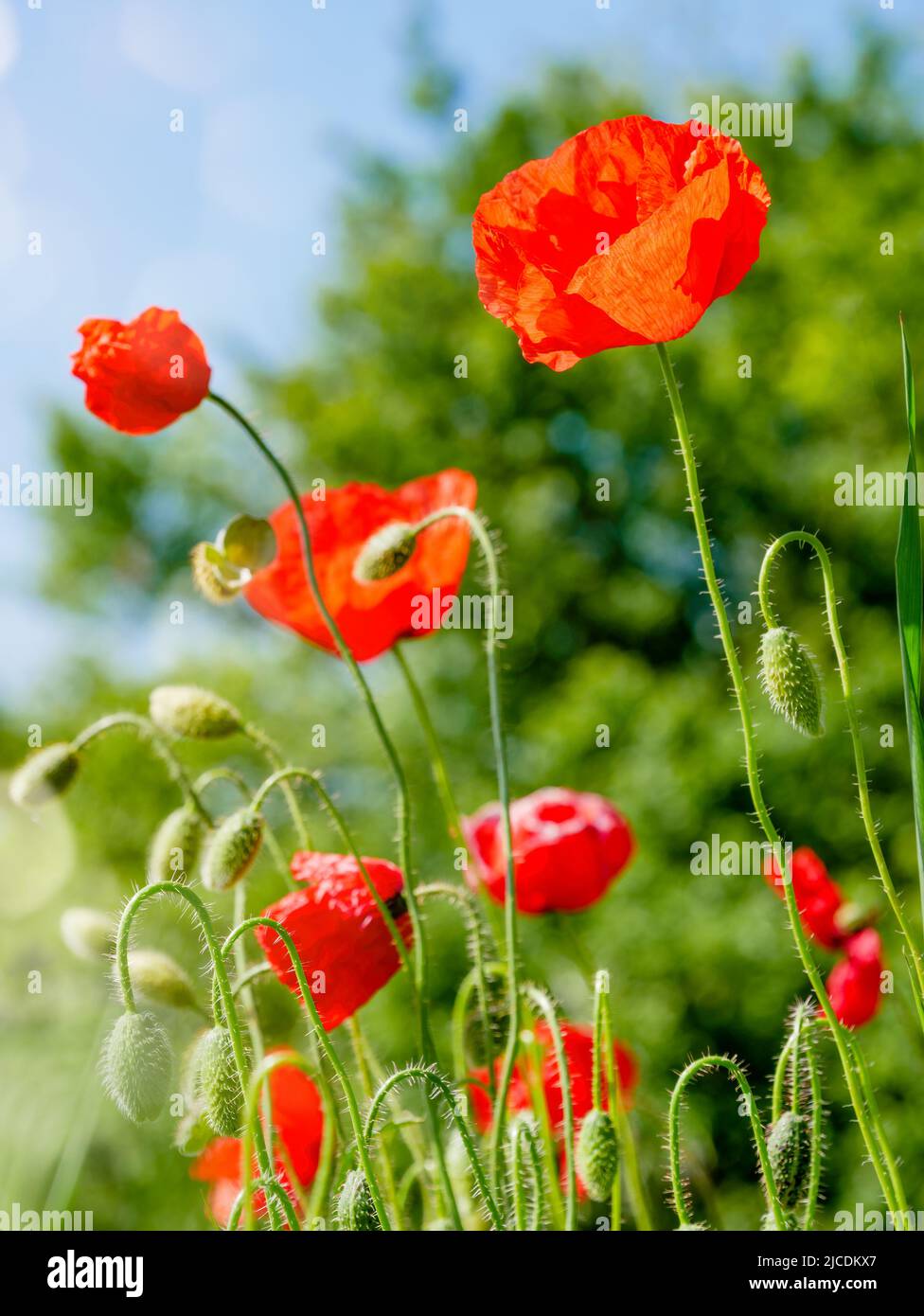 Red poppy flowers. Nature background Stock Photo