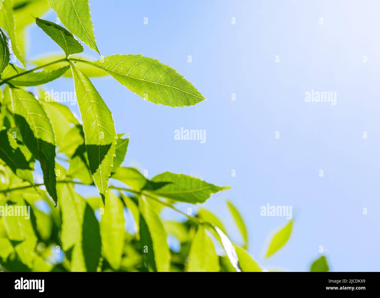Nature background with green leaves Stock Photo - Alamy