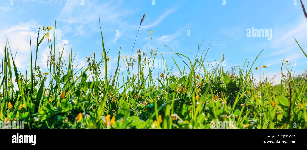 Beautiful field with grass and flowers against blue sky Stock Photo