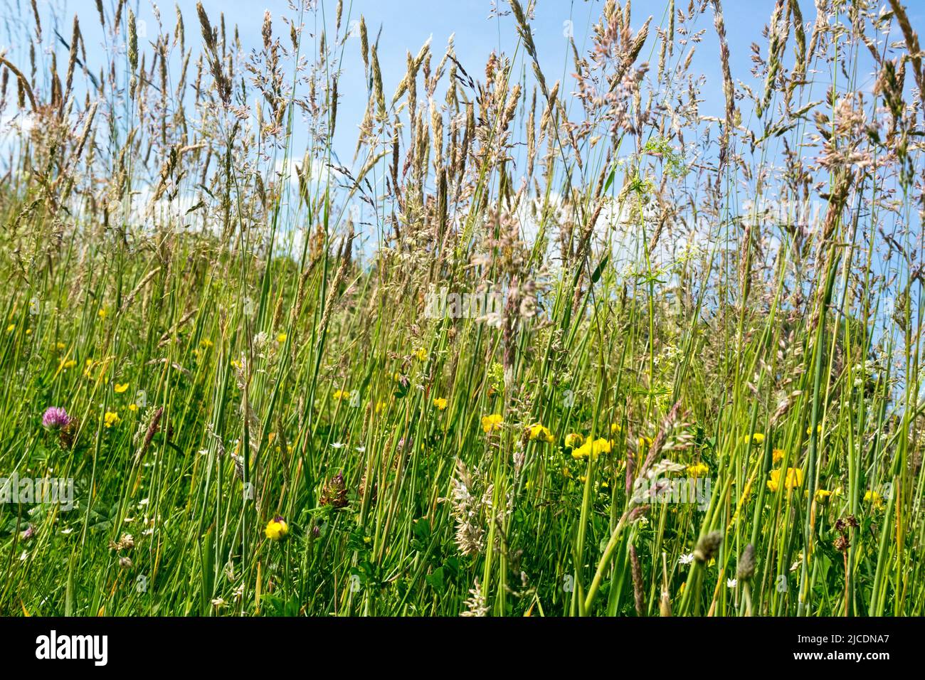 Long meadow grass, Grasses, Perennials, Plants, Wildlife, Stems, Stalks Stock Photo