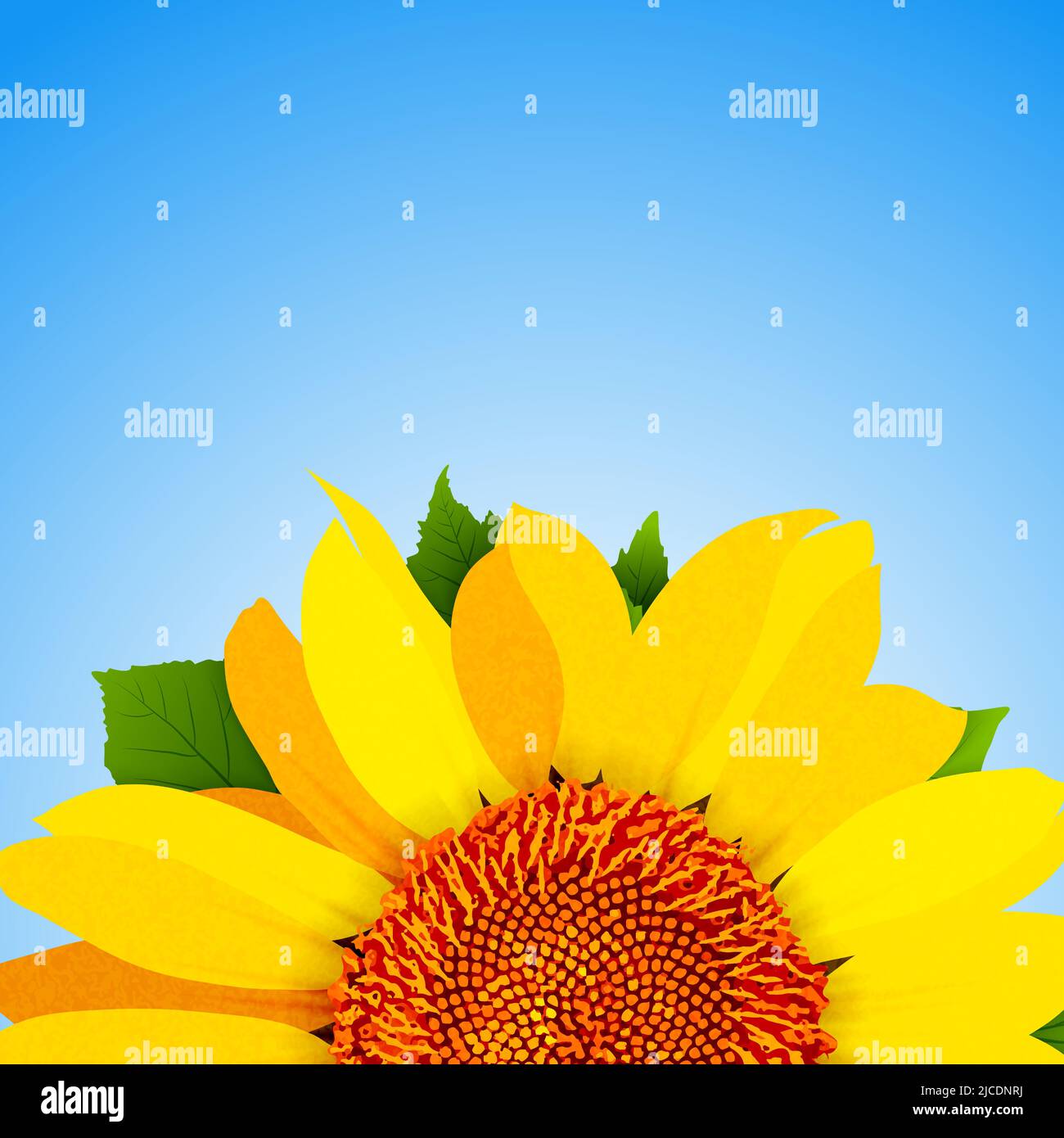 Sunflower on blue background vector Stock Vector
