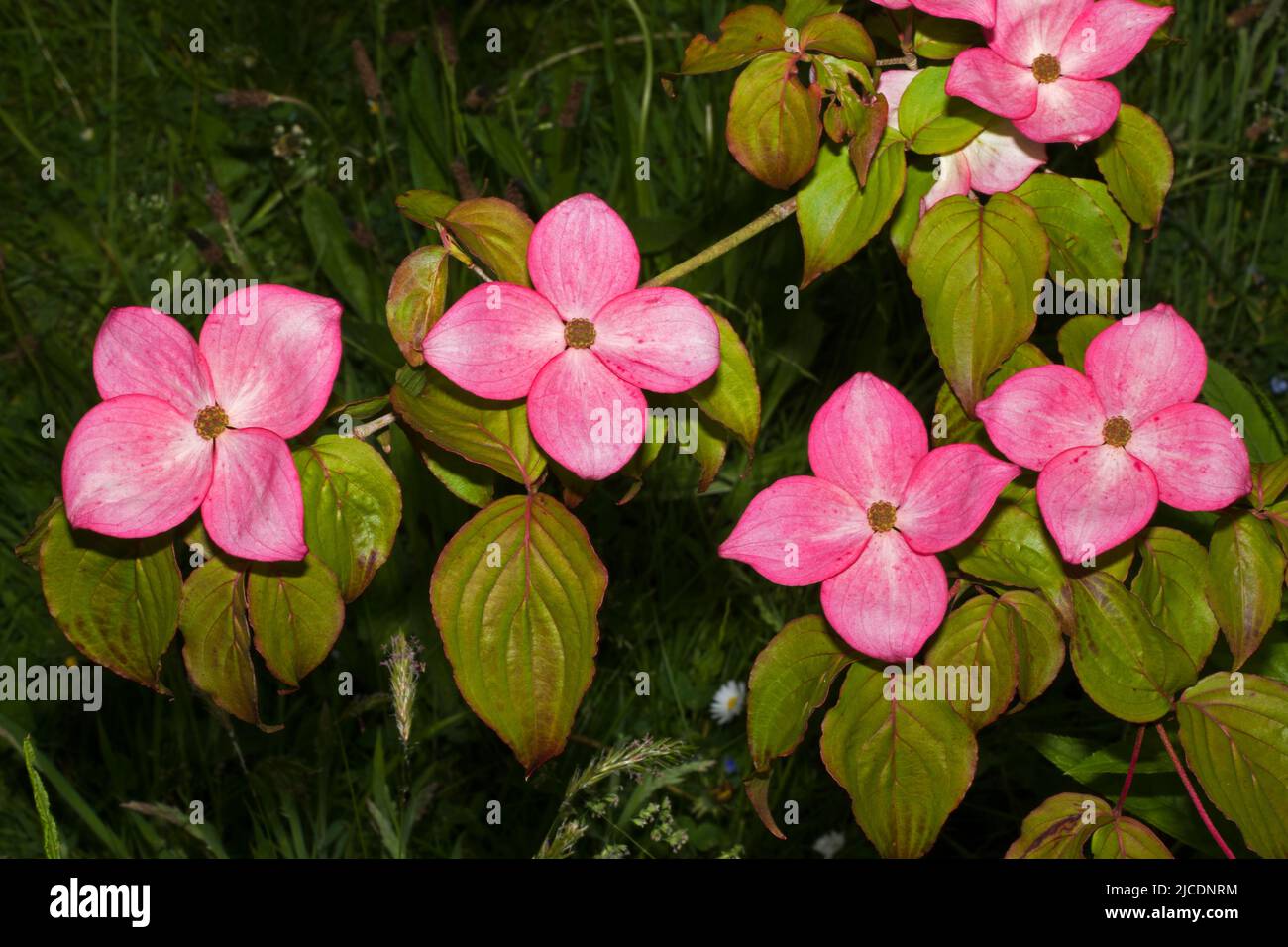 Cornus kousa (Chinese dogwood) is a small deciduous tree native to East Asia but now widely cultivated as an ornamental plant. Stock Photo
