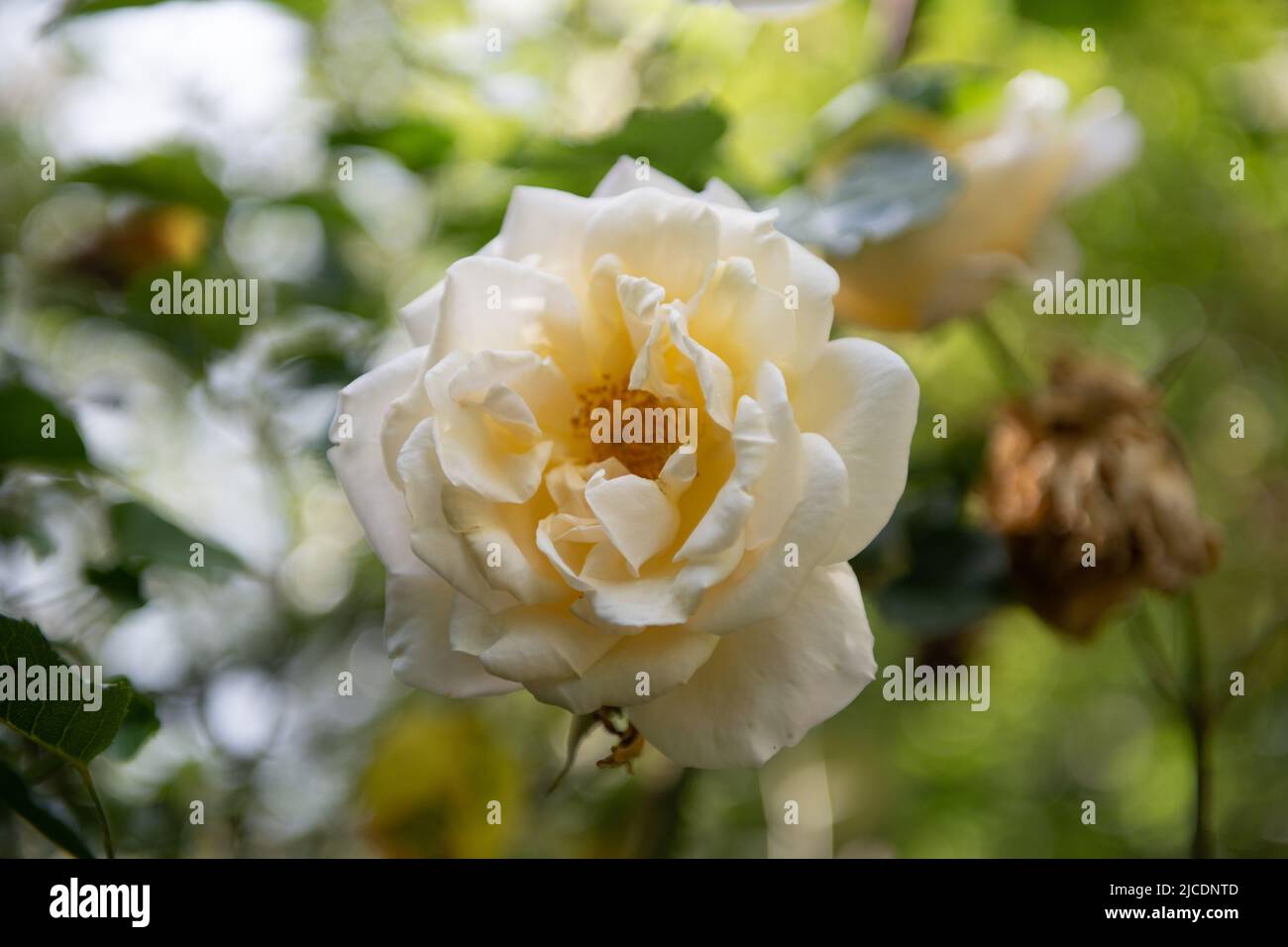 White rose detail Stock Photo - Alamy