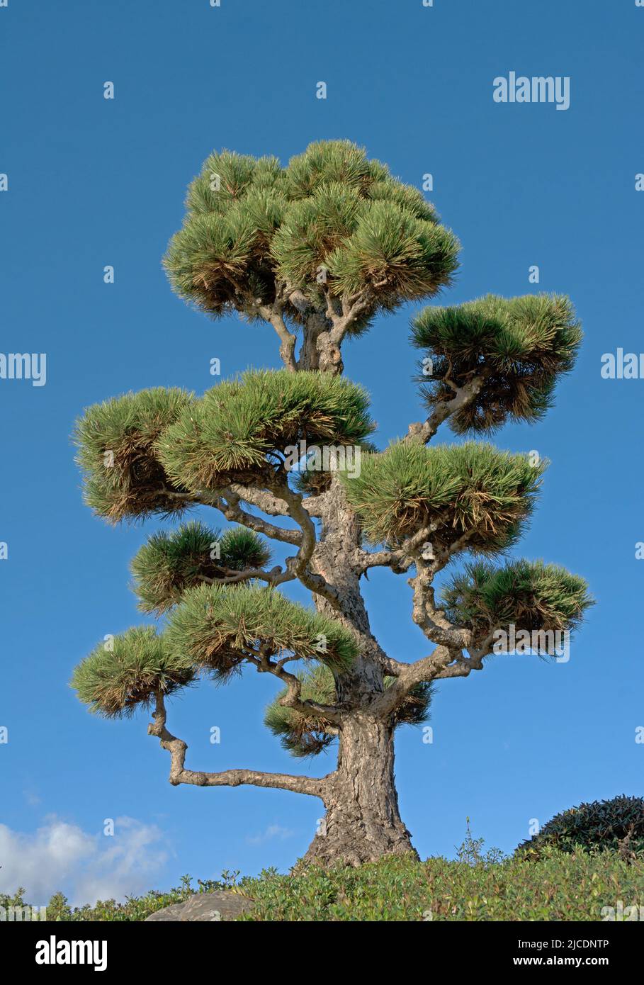 Pine or black pine, also called fluffy pine tree Stock Photo