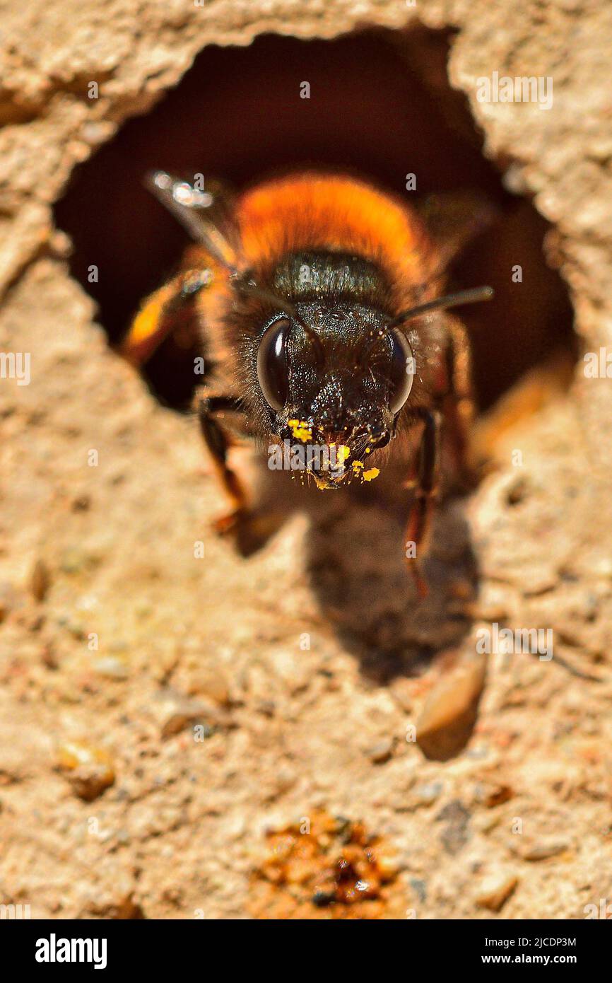 Bombus or Bumblebee, is a genus of Hymenoptera of the Apidae family Stock Photo