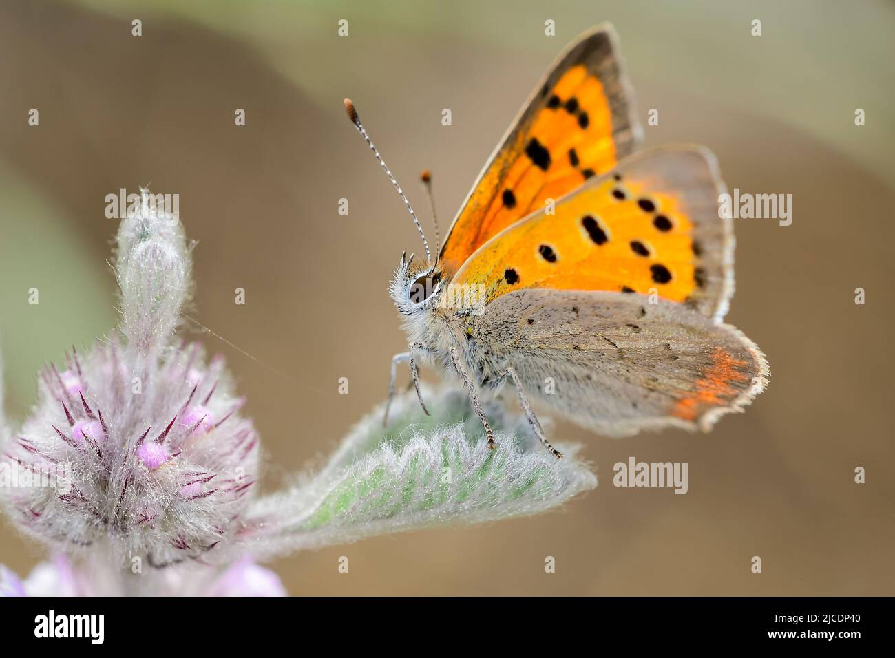 Lycaena phlaeas, the bicolor mantle butterfly, is a diurnal butterfly of the genus Lycaena and the family Lycaenidae Stock Photo
