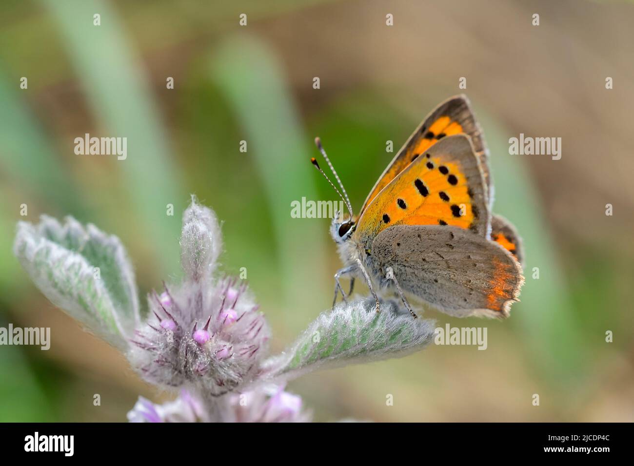 Lycaena phlaeas, the bicolor mantle butterfly, is a diurnal butterfly of the genus Lycaena and the family Lycaenidae Stock Photo