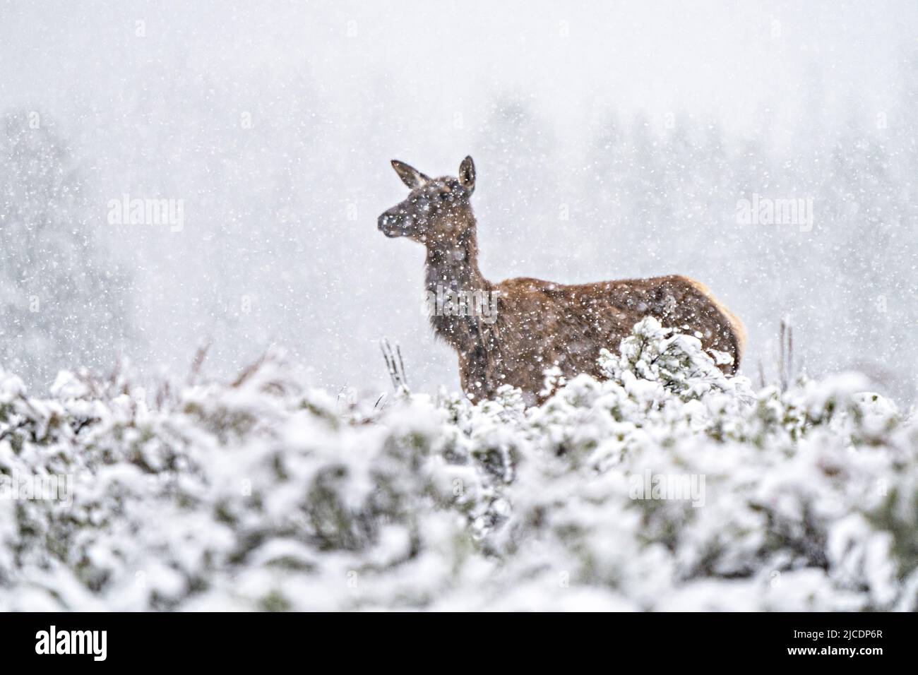 A female Elk, stands in a field of sagebrush in a late spring snowstorm at Grand Teton National Park, in Moran, Wyoming. Stock Photo