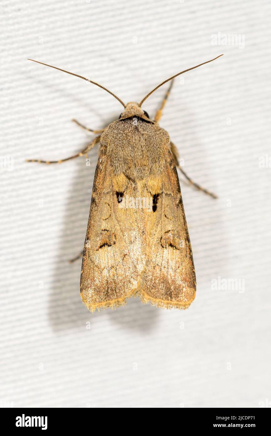 Agrotis exclamationis of the Noctuoidea superfamily. Stock Photo