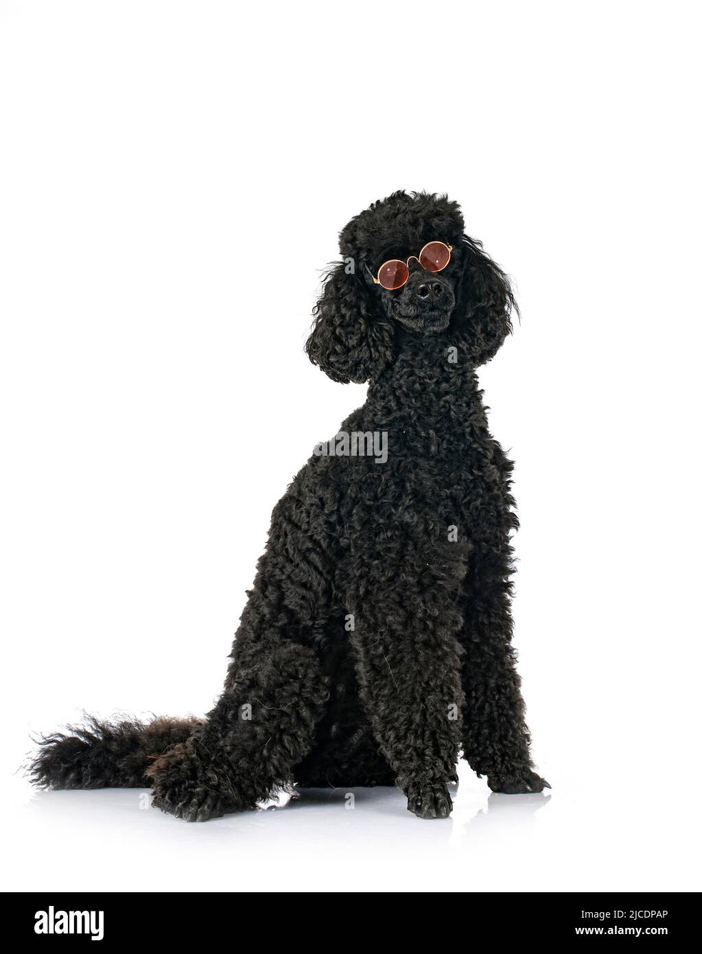 black poodle in front of white background Stock Photo - Alamy