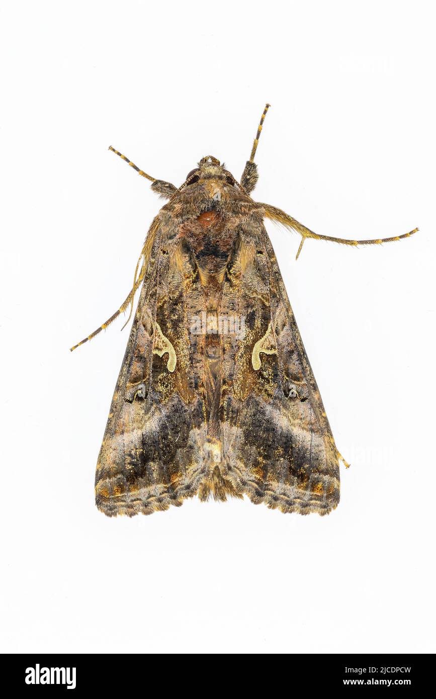 The plusia butterfly, Autographa gamma, belongs to the superfamily Noctuoidea Stock Photo