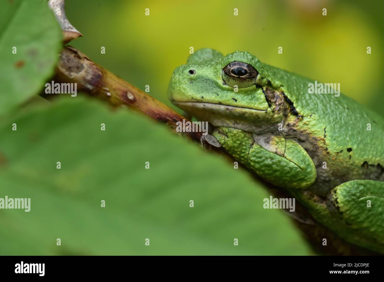 Gray Tree Frog resting on branch in spring Stock Photo